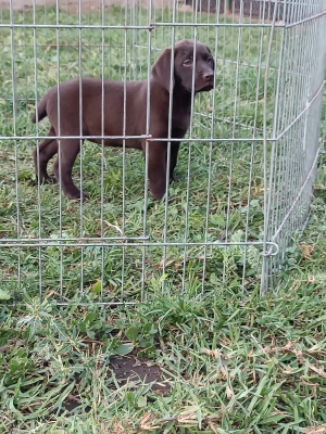 Labrador chocolat