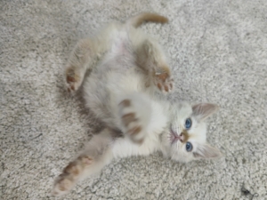 Cream Point Ragdoll