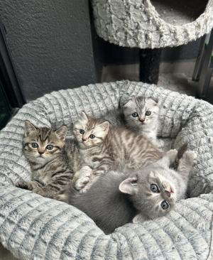 Scottish fold & straight tout mignons