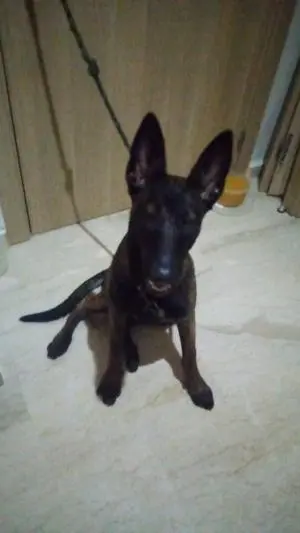 Malinois