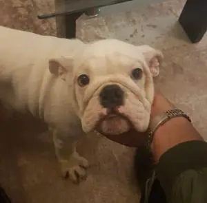 Bulldog anglais à vendre