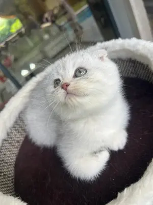 Scottish fold