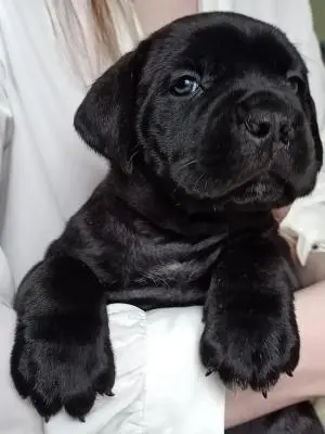 chiot cane corso