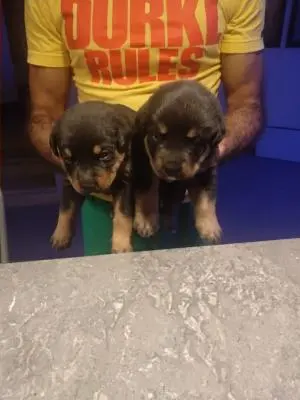 chiots rottweiler