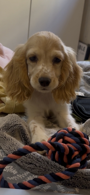 Cocker Spaniel femelle