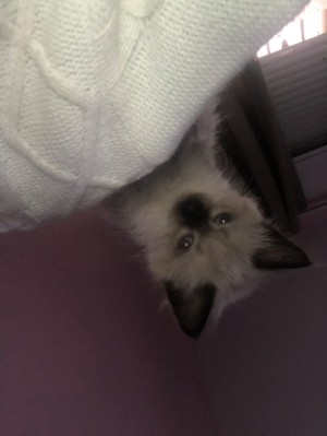 siamese himalayan