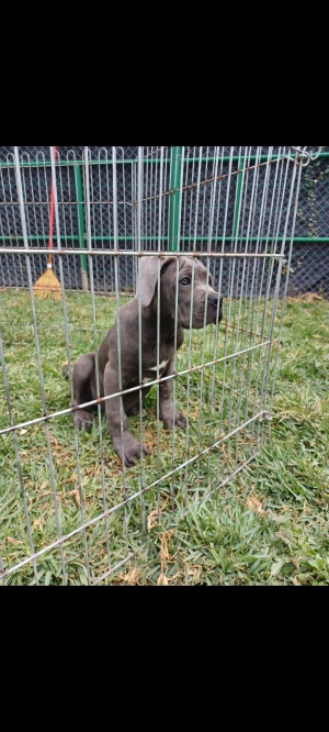 Cane corso