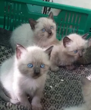 vendre 3 femelles chates marque siamoi