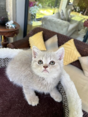 British shorthair femelle