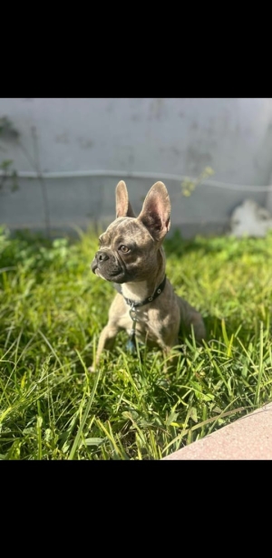 French Bulldog