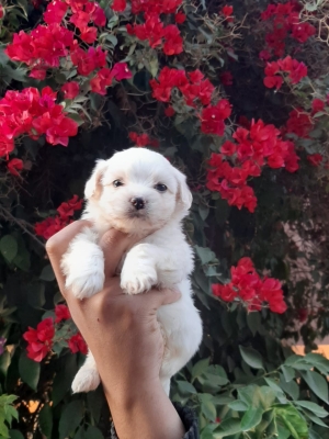 Bichon blanc