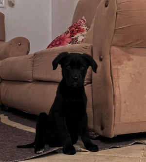 Female Labrador