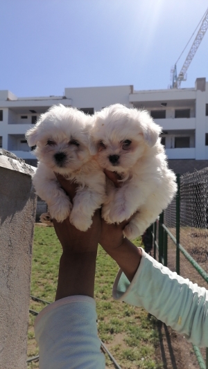 Bichon Maltais