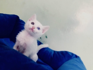 Angora