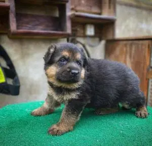 Chiot berger allemand a vendre