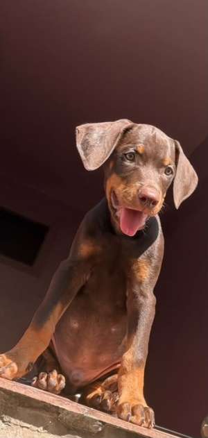 Dobermann parents pedigree