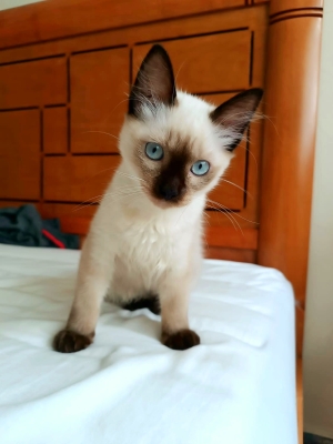 Adoptez la Joie Féline à 499 DH  🐾