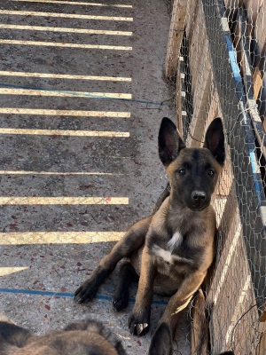 Chiots Malinois Charbonné