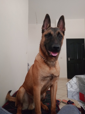 Malinois