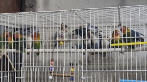 Les inséparables de fisher en gros