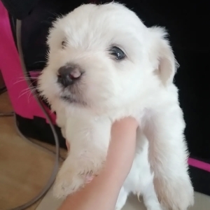 Bichon Maltais