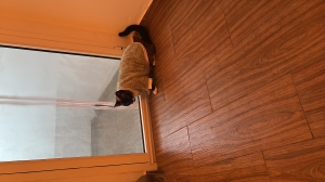 Chat femelle siamois en bonne santé