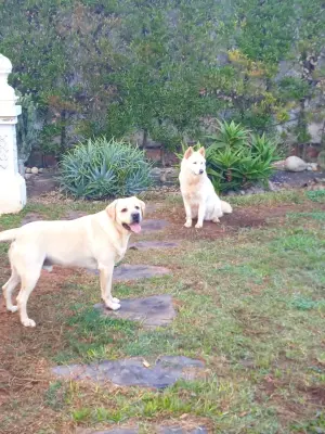 Labrador a adopter