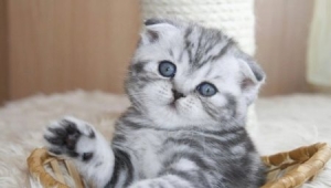 Scottish fold femelle