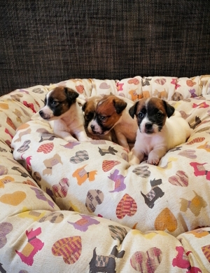 Jack Russell