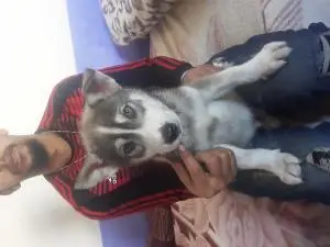 Chien husky à vendre