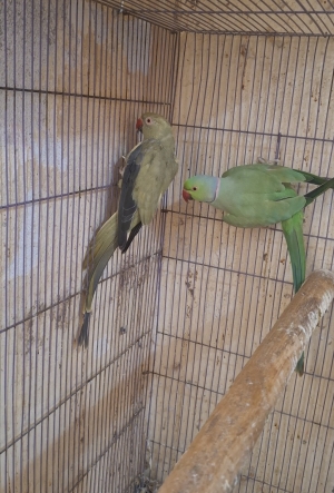 Perroquet a collier