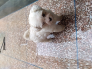 Chiot Bichon Maltais