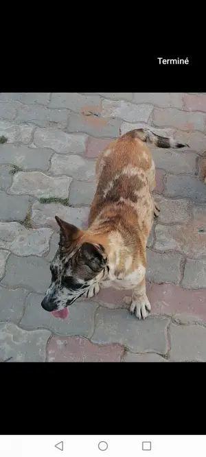 Jack Russell × Bulldog exotique merle