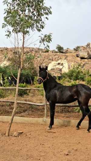 Vente jument arabe Barbe – Shama (2 ans) – Recherche personne de confiance