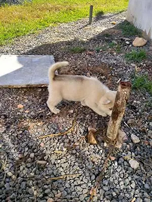 Husky sibérien