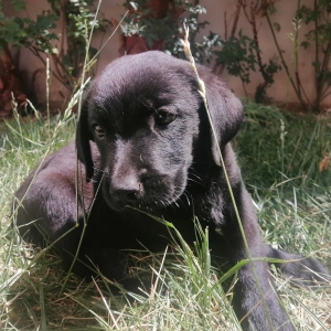 Labrador Noir Femelle