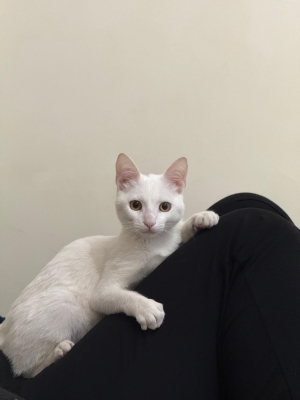 Chat a adopter