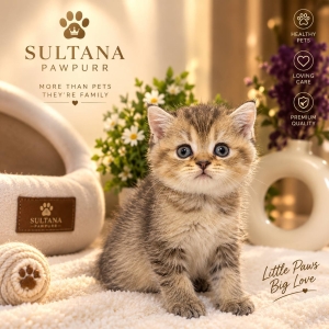 British shorthair et Scottish Fold