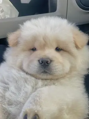 Pur chow chow