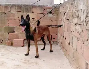 Conan 🖤 Malinois Fauve Charbonè