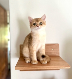 British shorthair ny12 femelle
