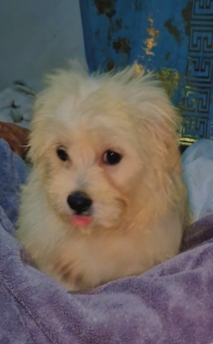 Bichon havanais