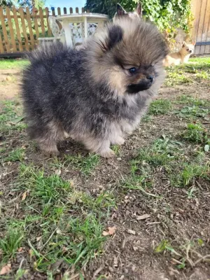 Spitz Pomeranian