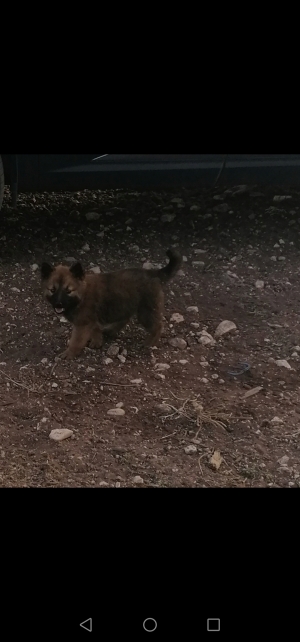 Chiots berger allemand poils longs