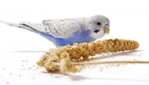 millet pour oiseaux