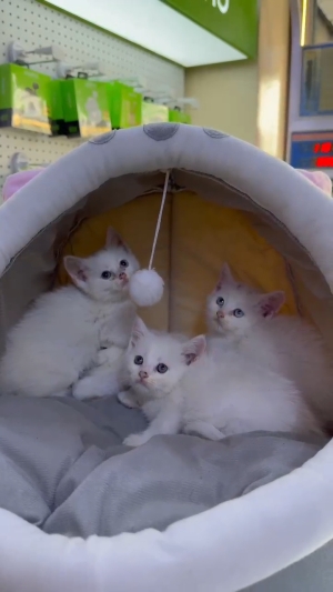 Chatons angora turc