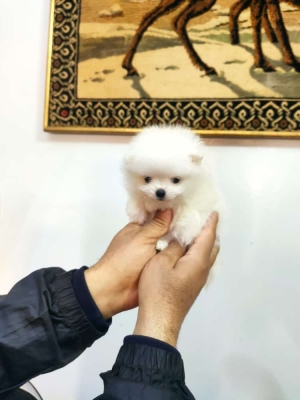 Pomeranian