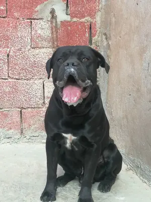 Disp mal cane corso