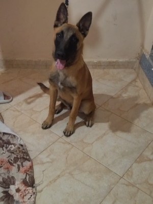 malinois