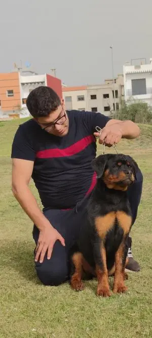 Chiots Rottweiler pedigree